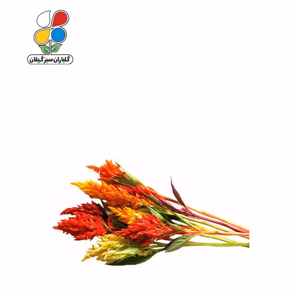 بذر گل تاج خروس الوان بسته سه عددی