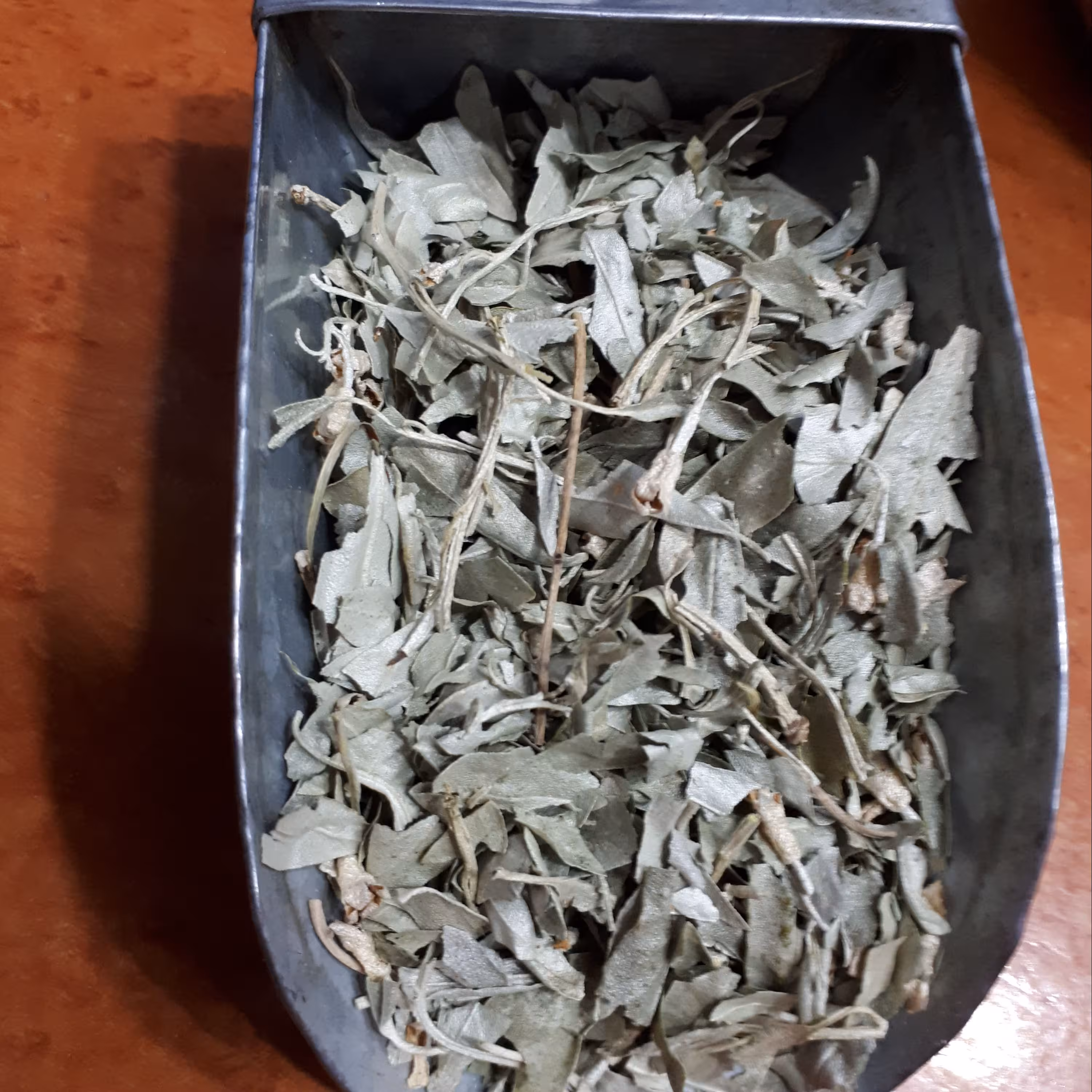 برگ درخت سنجد