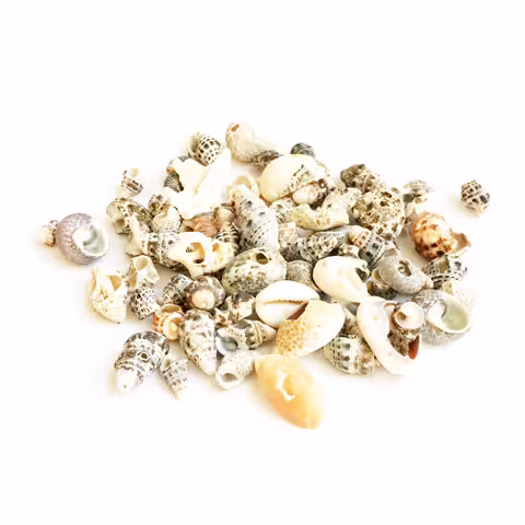 صدف طبیعی بسته 50 عددی
