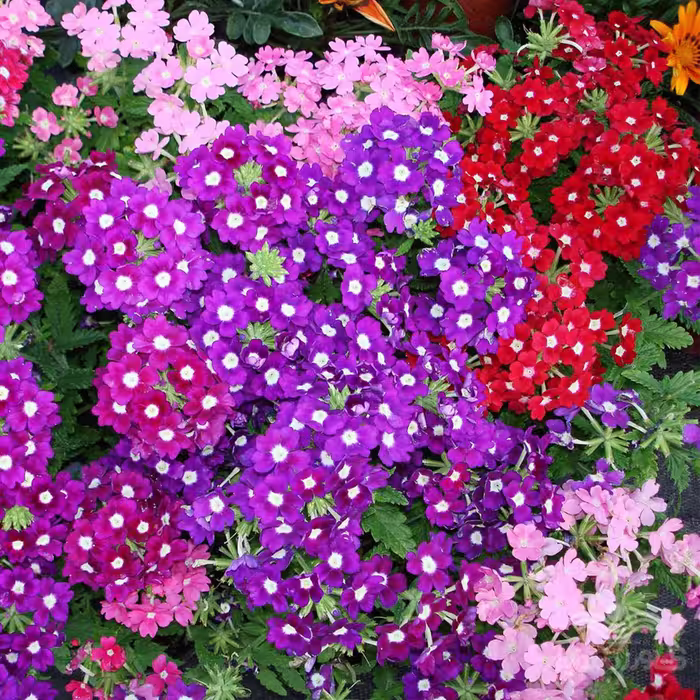 بذر گل شاهپسند هلندی الوان