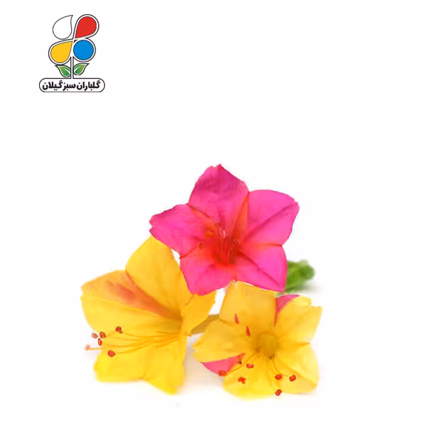 بذر گل لاله عباسی بسته 3 عددی