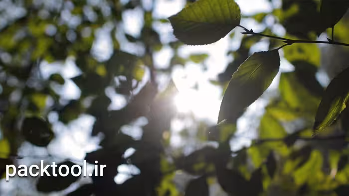 دانلود فوتیج فیلم اشعه نور خورشید بین برگهای سبز Sun Flare Between Green Leaves original - پک تول