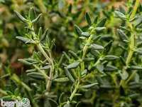 بذر گیاه دارویی زعتر