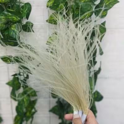 گل خشک ریش بابا