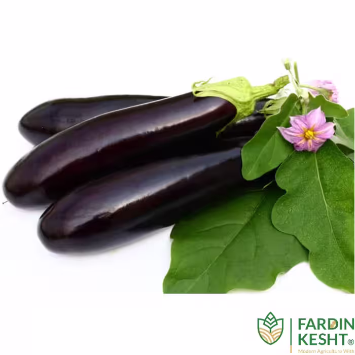 بذر بادمجان قلمی هیبرید آرشام فوق پربار بسته 5 عددی