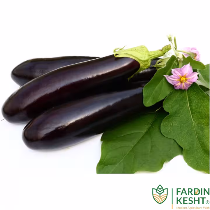 بذر بادمجان قلمی هیبرید آرشام فوق پربار بسته 5 عددی