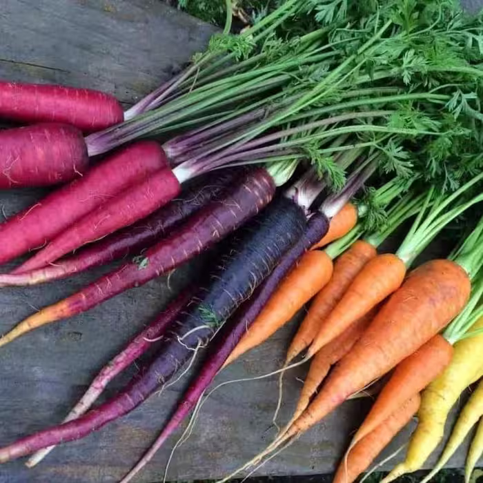 بذر هویج میکس اصلاح شده ( بسته 100 عددی).