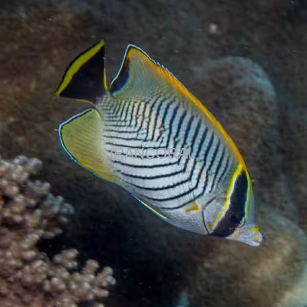 پروانه ماهی شورون