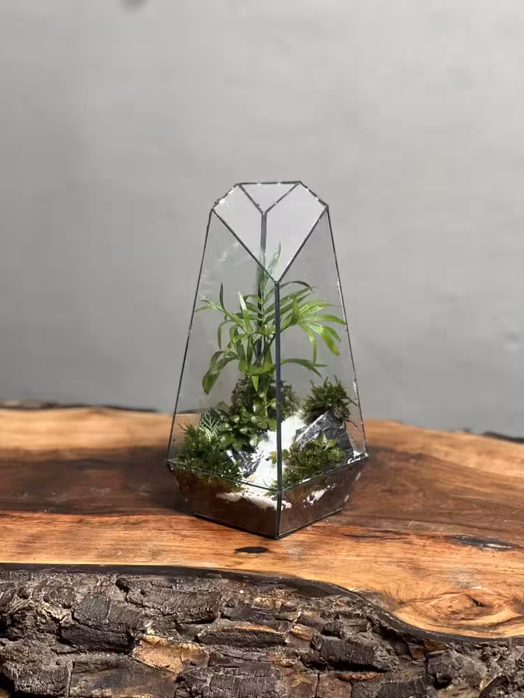 خرید تراریوم‌ شامادورا طرح طبیعت 20 Cm ارسال فوری به تهران و سراسر ایران