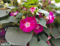 بذر گل نیلوفر رونده صورتی