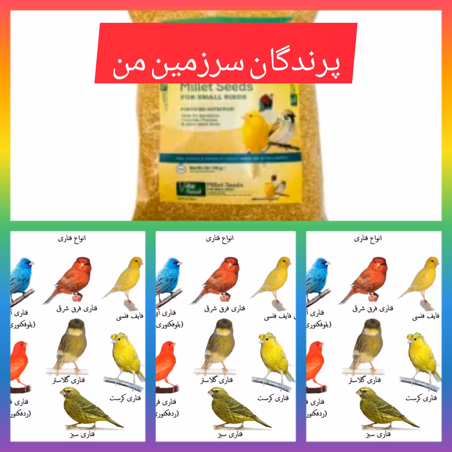 دان مخلوط ویژه پرنده قناری 500گرمی دان کاملا استریل