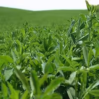 معایب کشت علوفه خاکی