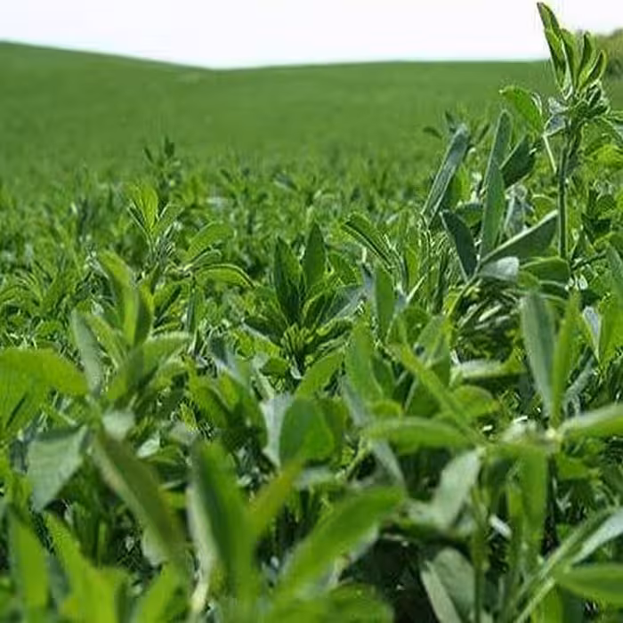 معایب کشت علوفه خاکی