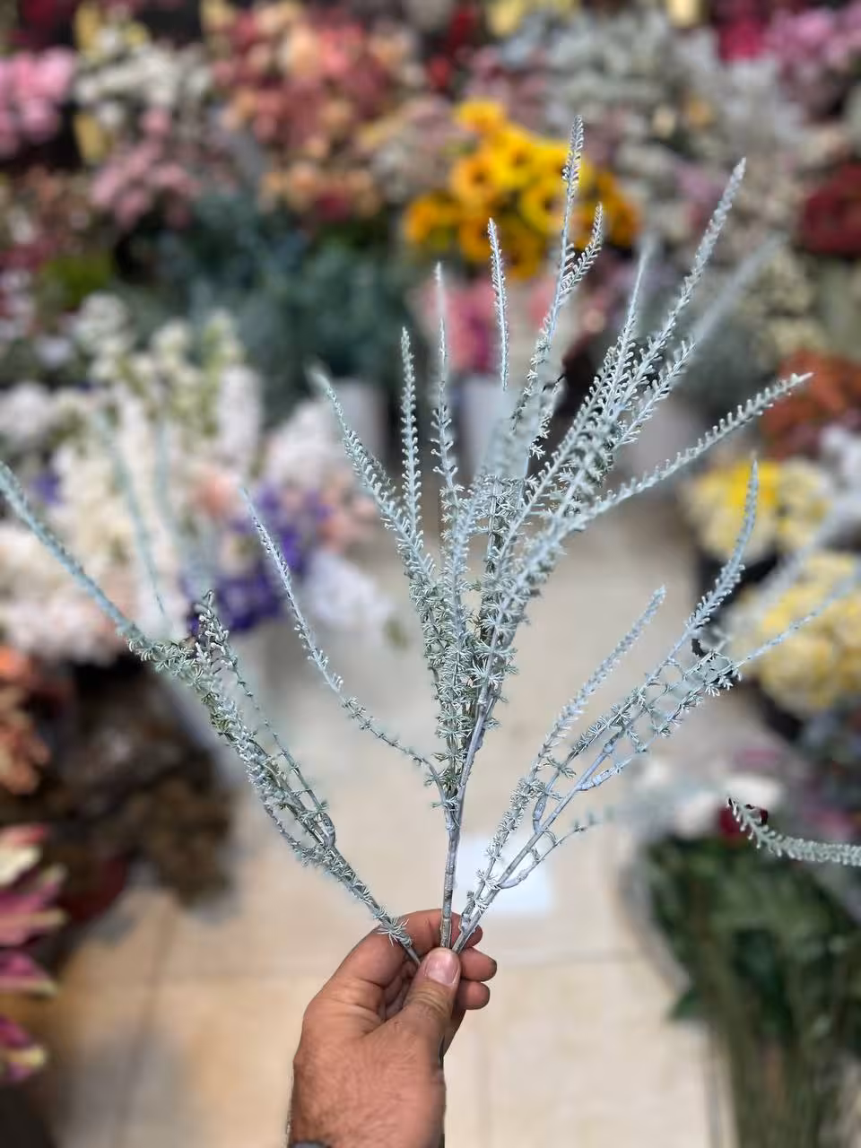 بوته شاخه شویدی