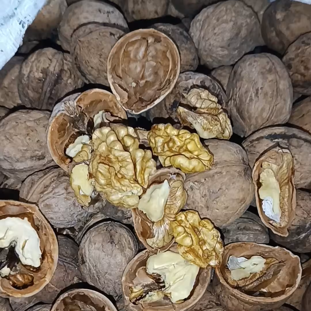 گردو  ایرانی  چرب  اکثرا درشت امسالی 1402  (یک کیلویی )