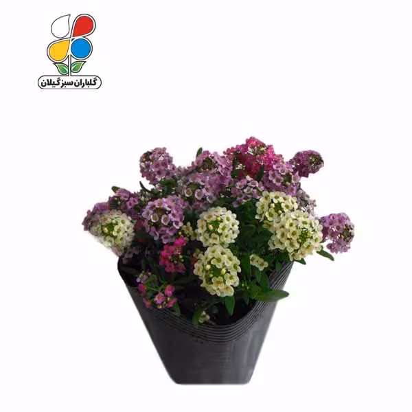 بذر گل آلیسوم بسته سه عددی
