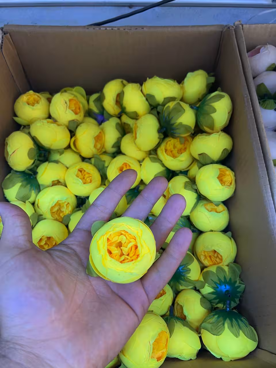 سرگل پیونی سایز متوسط رنگ زرد جیغ 10عددی