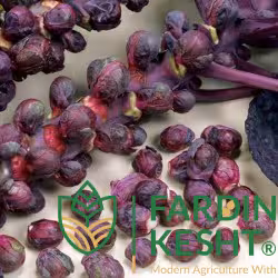 بذر کلم بروکسل قرمز بسته  20 عددی