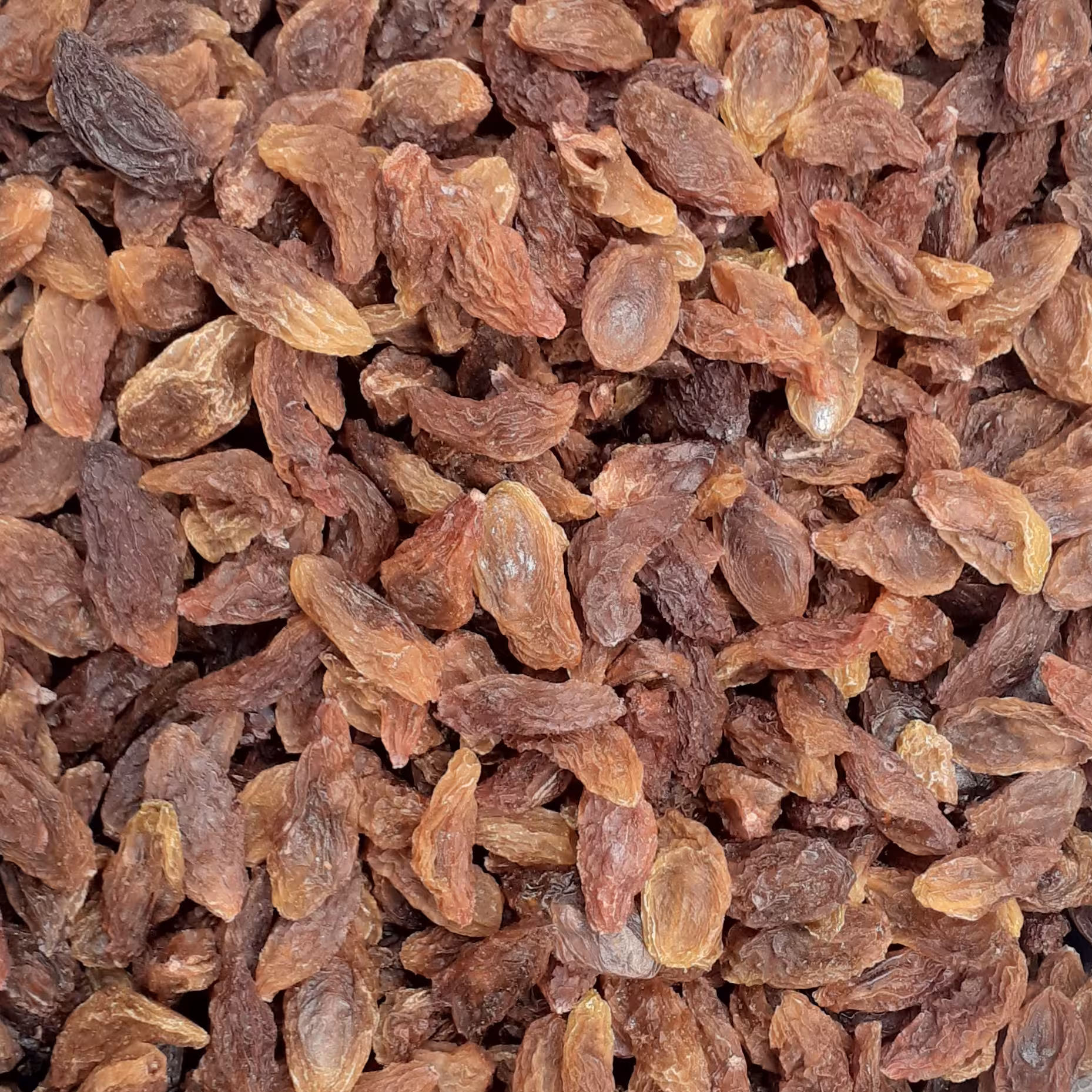 مویز  درشت و گوشتی 