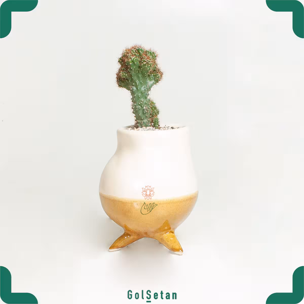 کاکتوس صخره ای در گلدان سرامیکی آذر