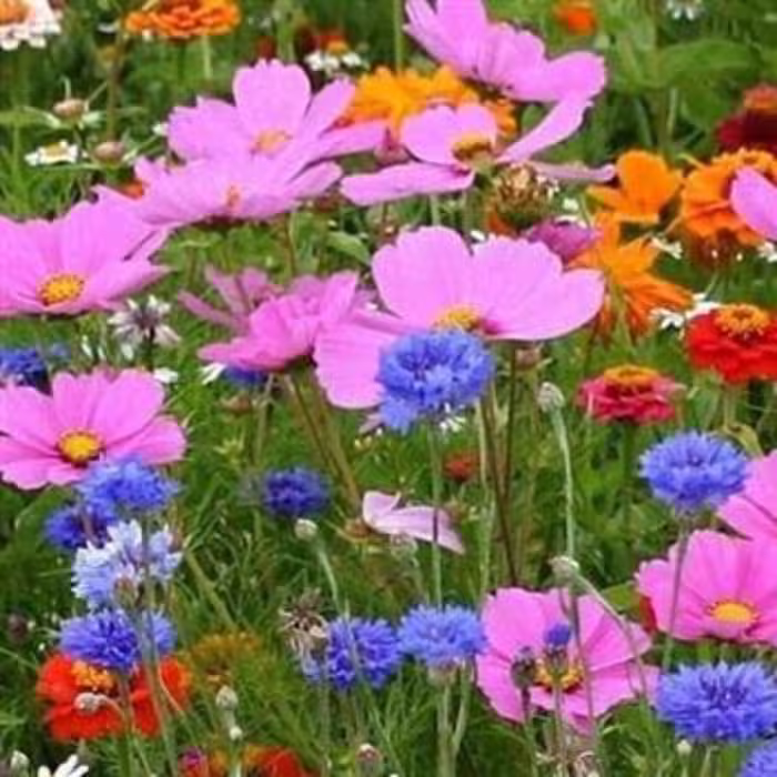 بذر گل های باغی دسته گلی میکس 1 گرمی 