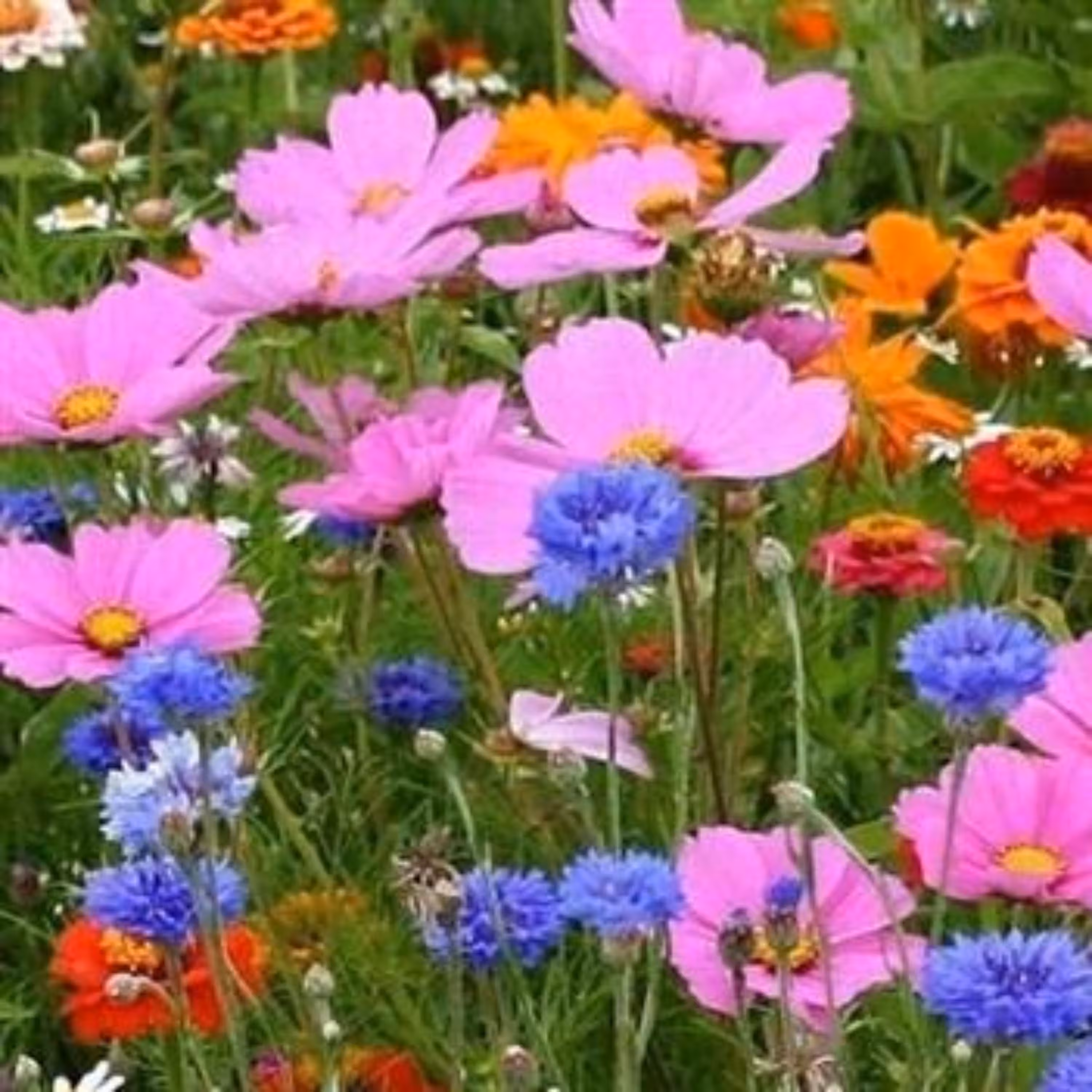 بذر گل های باغی دسته گلی میکس 1 گرمی 