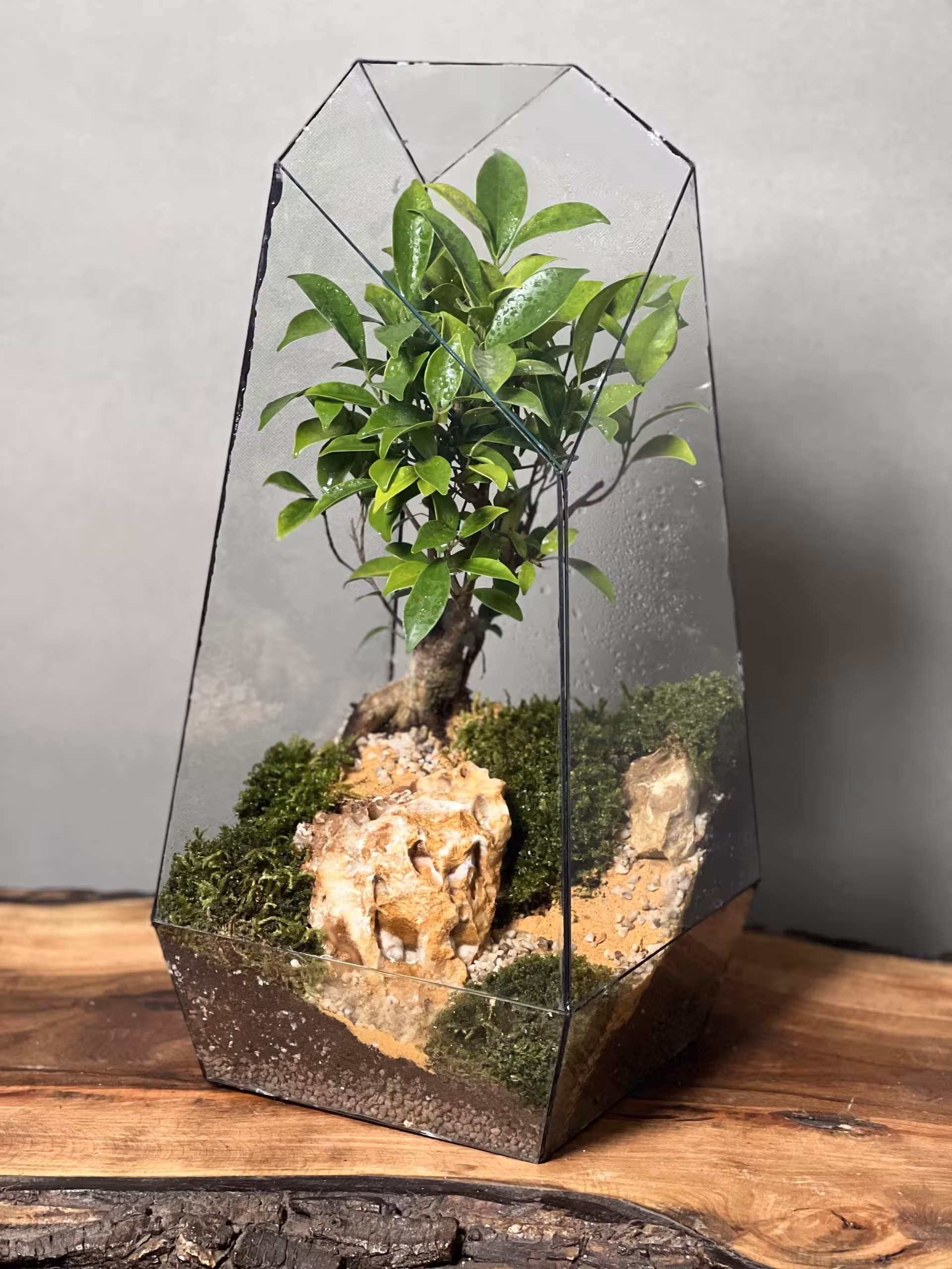 تراریوم لاکچری بنسای فیکوس 50 Cm 🌱 فروشگاه آنلاین پلنت لند
