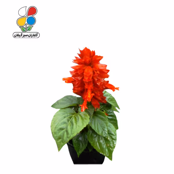 بذر گل سلوی بسته سه عددی