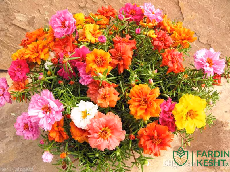 بذر گل ناز آفتابی رنگارنگ بسته 250 عددی