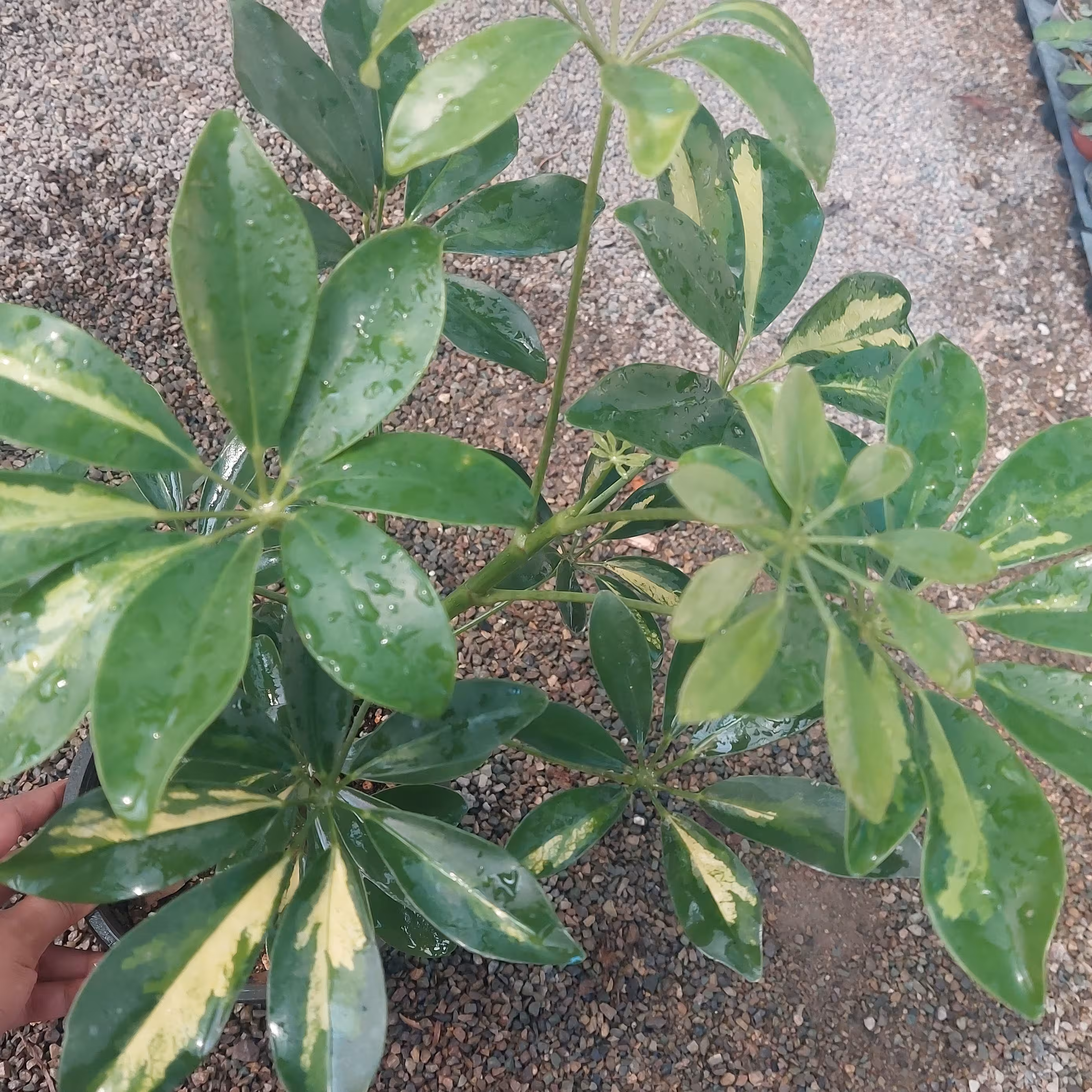 شفلرا ابلق سطل 3 کیفیت عالی پس کرایه