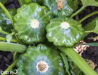 بذر کدو ستاره ای سبز