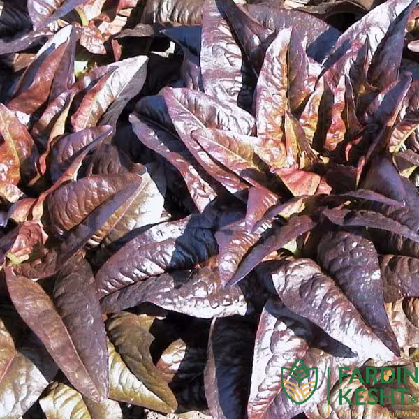 بذر کاهو قرمز تانگو بذر 300 عددی