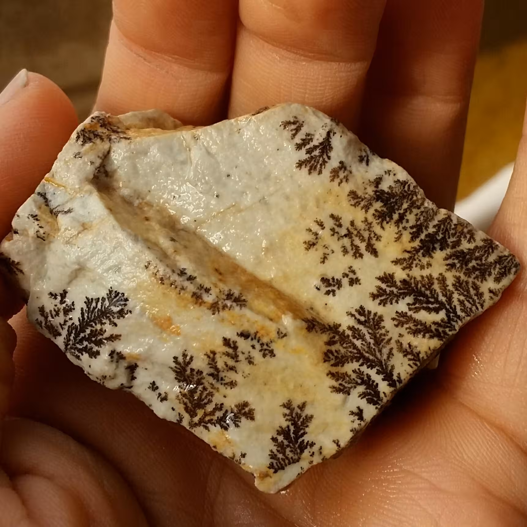 سنگ راف 100 در 100 طبیعی شجر دندریتی یا فسیلی محشششر خاص شااهکاار خلقت
شجر واضح خااا اا ااااص
