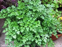 بذر جعفری