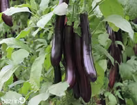 بذر بادمجان مشکی قلمی