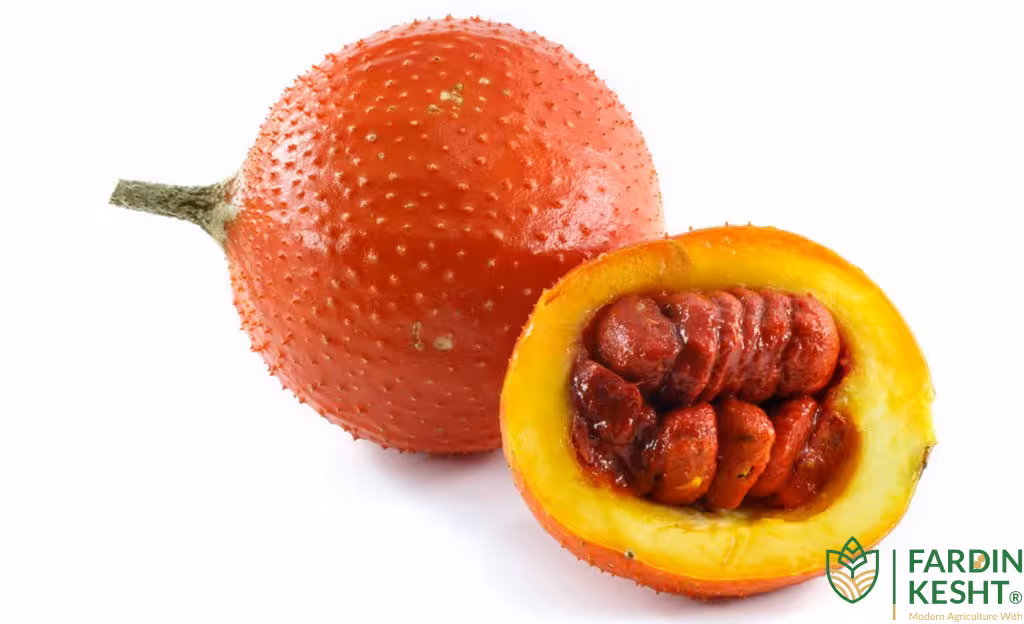 بذر میوه گاک بسته 2 عددی