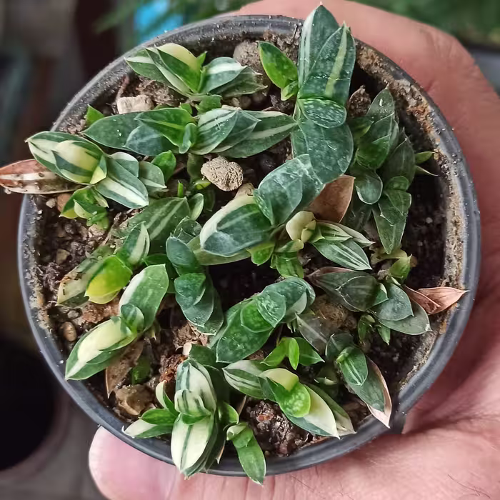 مجموعه نشایی گیاه گستریا ابلق