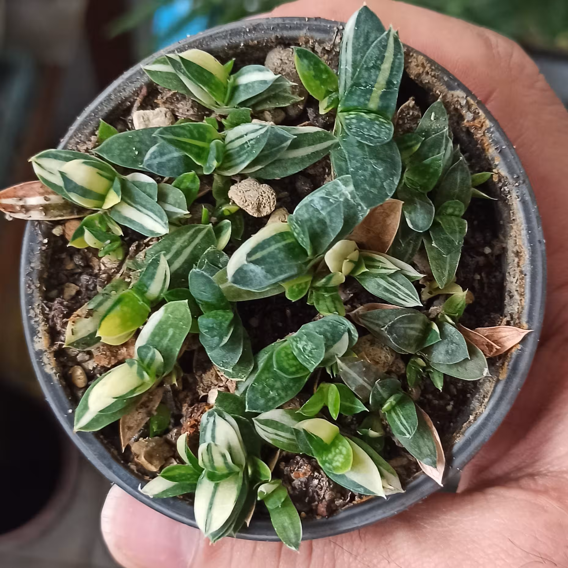 مجموعه نشایی گیاه گستریا ابلق