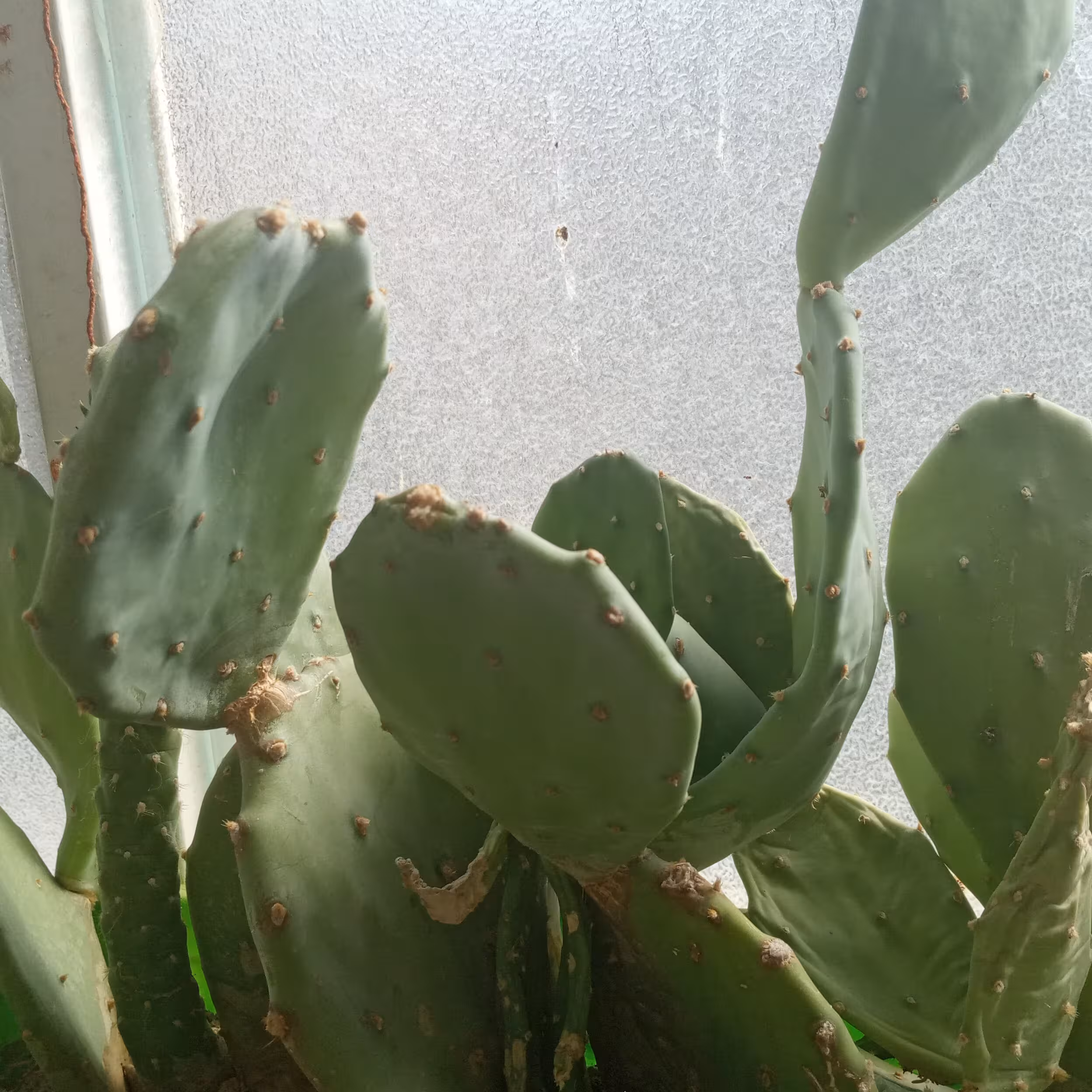 گلدان کاکتوس سریع الرشد