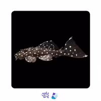 پلکو L240 ومپایر سایز 6 تا 8 سانت