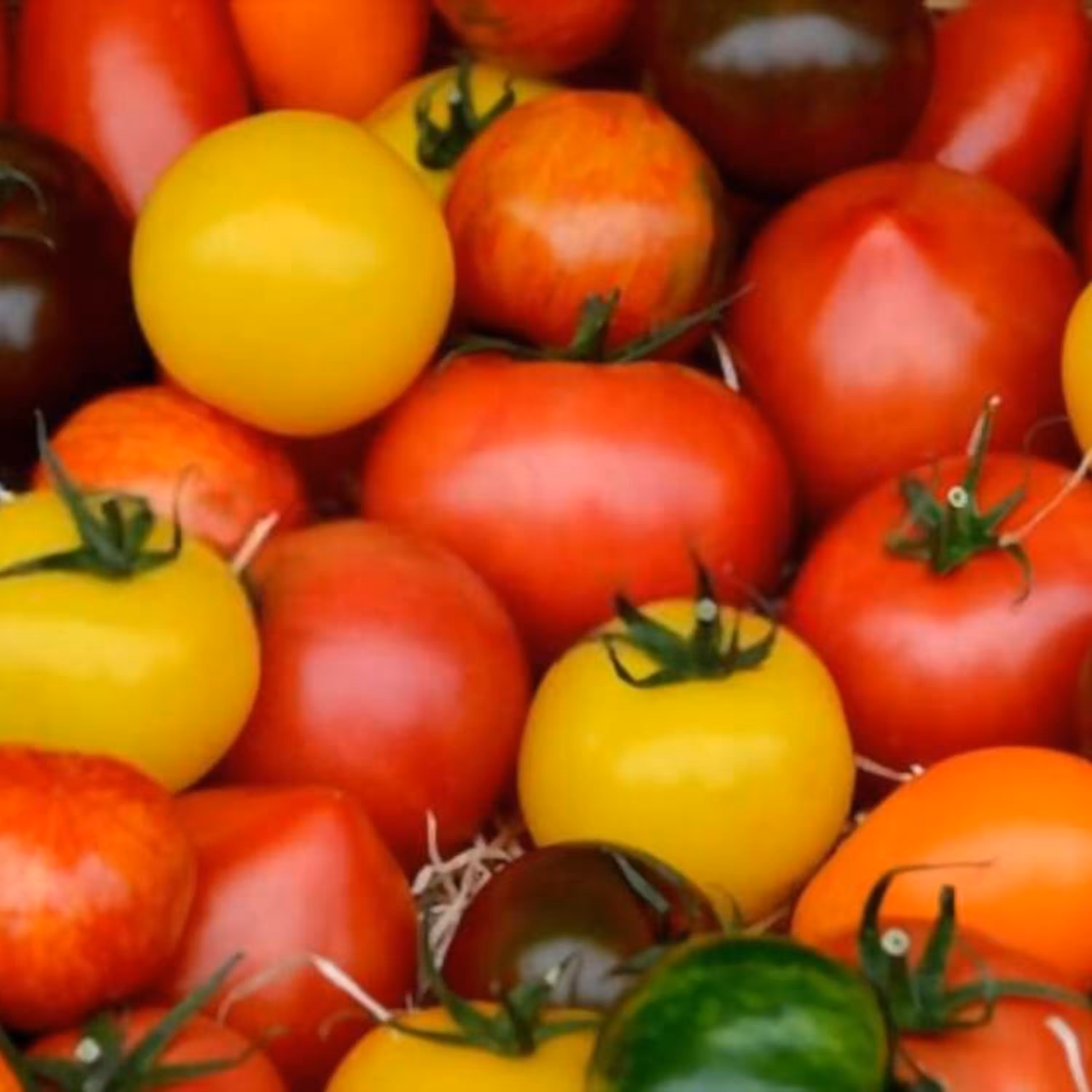 بذر گوجه فرنگی میکس