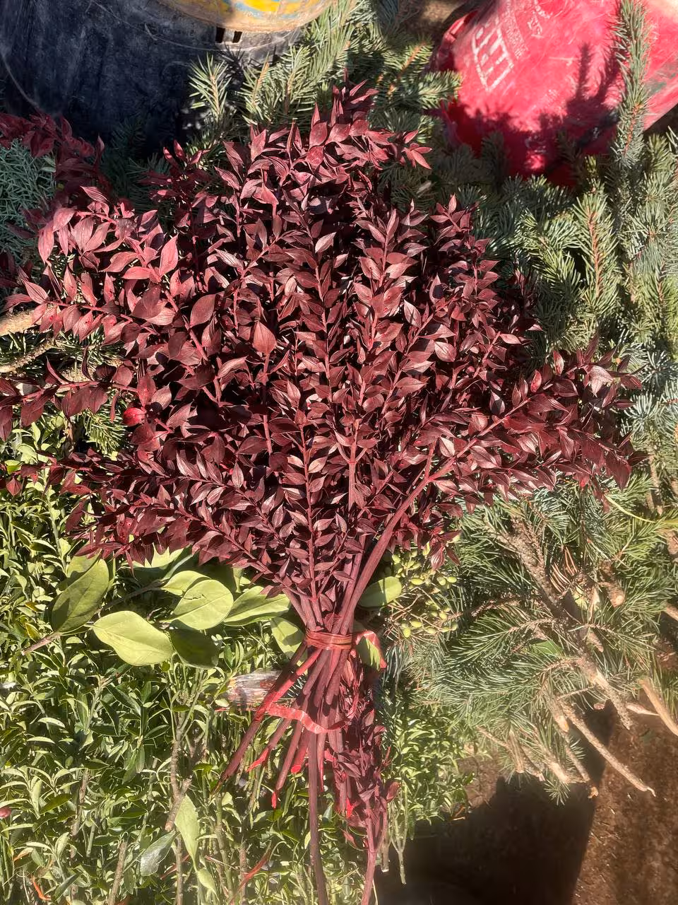 گل خشک جزه (رنگ عنابی)