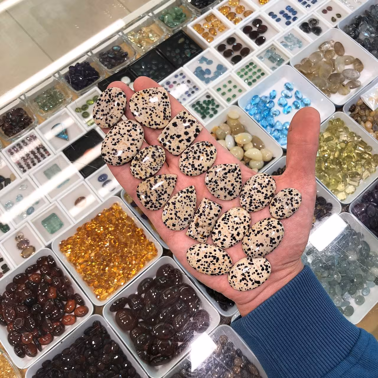 پک همکاری دالمیشن طبیعی 240143