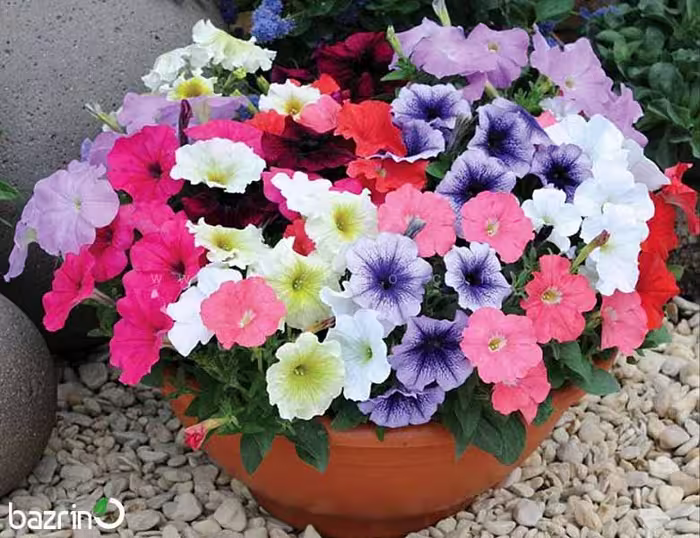 بذر گل اطلسی معطر الوان، مناسب برای کاشت در باغچه و گلدان با گل‌های زیبا