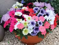 بذر گل اطلسی معطر الوان، مناسب برای کاشت در باغچه و گلدان با گل‌های زیبا