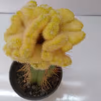 لوبیویا دفرمه