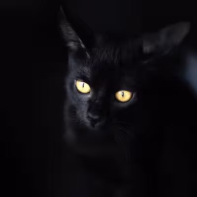 تابلو مدل گربه سیاه