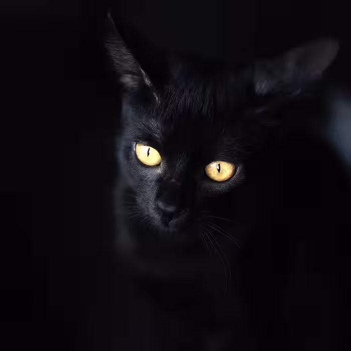 تابلو مدل گربه سیاه