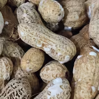 بادام زمینی غلافدار تگری 500 گرمی