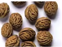 بذر درخت هلو